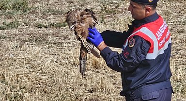 Muş'ta yaralı kızıl şahine jandarma eli