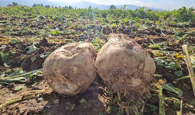 Muşlu çiftçi 220 dönüme pancar ekti, 2 bin ton ürün bekliyor