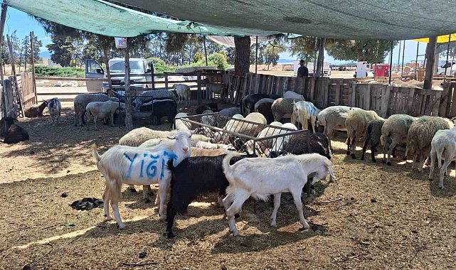 Nazilli ve Çine hayvan pazarları yeniden açılıyor