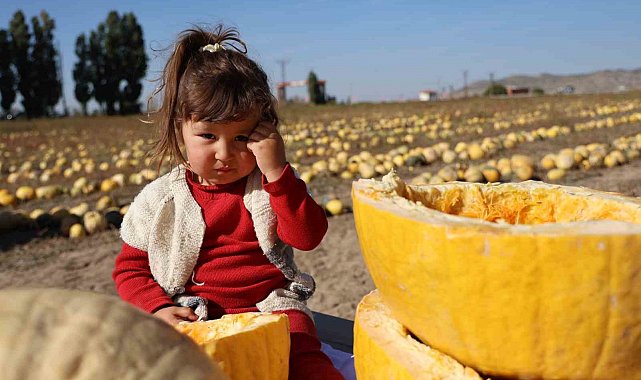 Nevşehir'de çerezlik kabak çekirdeği hasadı yapıldı
