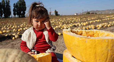 Nevşehir'de çerezlik kabak çekirdeği hasadı yapıldı