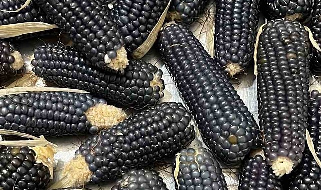 Oltu'nun mısırı da kehribarı gibi simsiyah