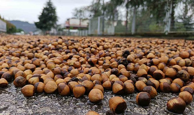 Ordu'da fındık üreticilerinin yağmur mesaisi