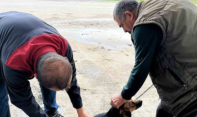 Ortaca'da kedi ve köpeklere kuduz aşısı