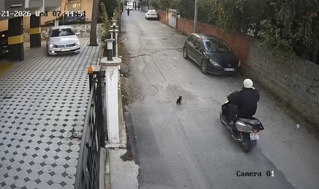 Osmaniye'de motosikletin çarptığı kedi öldü
