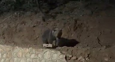 Ovacık'ın sevimli konuğu ayı yine görüntülendi
