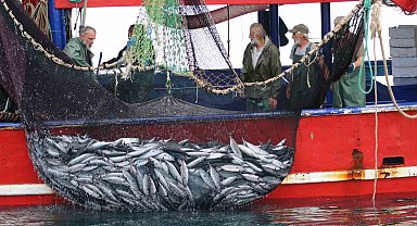 Palamudun fiyatı düştü, av baskısı arttı