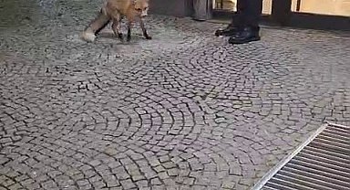 Palandöken'de ısıtan görüntü: Otel genel müdürü kapıya gelen tilkiyi eliyle besledi