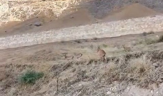 Palu'daki tarihi kalede dağ keçileri görüldü