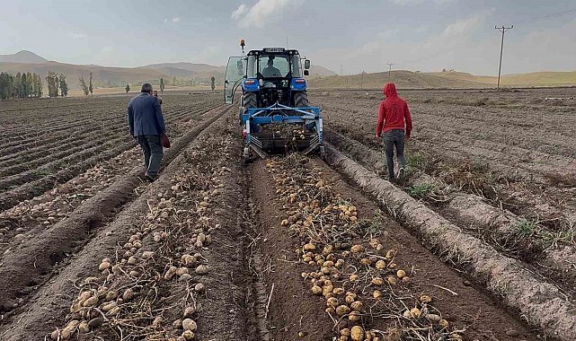 Patnos topraklarında yetişiyor, Cips fabrikalarına gidiyor