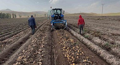 Patnos topraklarında yetişiyor, Cips fabrikalarına gidiyor
