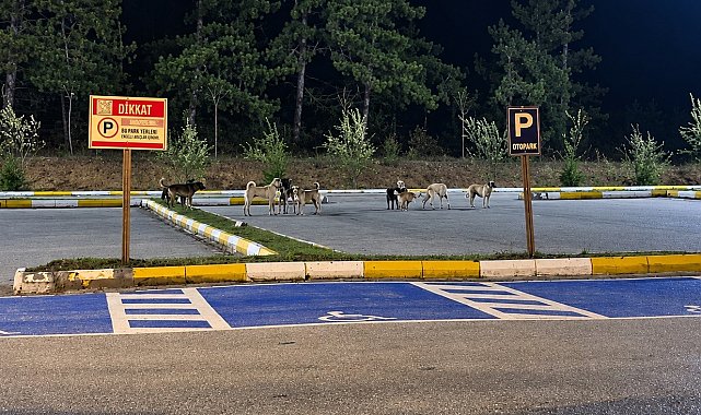Pelitözü Gölpark'ta köpek yoğunluğu vatandaşları tedirgin ediyor