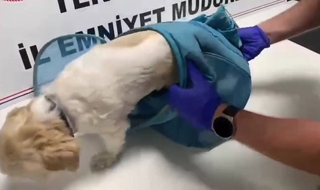 Pes dedirten yöntem: Uyuşturucuyu evcil hayvan pusetine gizlediler