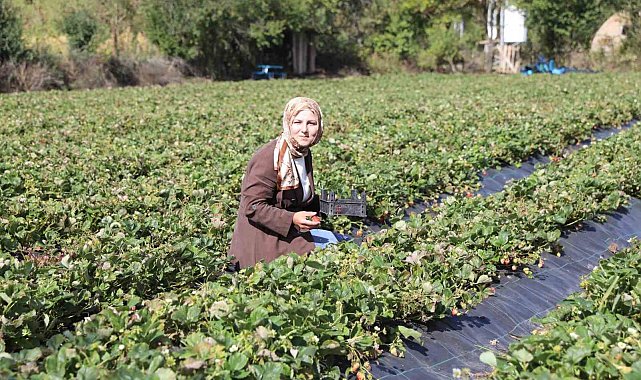 Peyzaj mimarıydı, çilek üreticisi oldu