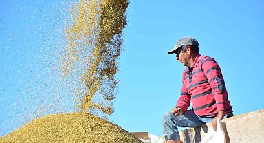 Pirinçte marka Osmancık'ta hasat mesaisi başladı