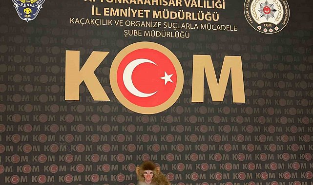 Polis yaptığı baskında nesli tükenmekte olan maymun yakaladı