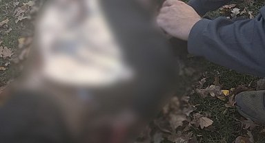 Rusya Ukrayna'da parkı vurdu: 3'ü çocuk 6 ölü