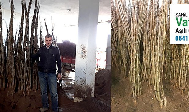 Sağlıklı ve Aşılı Ceviz Fidanı Seçerken Nelere Bakılmalı?