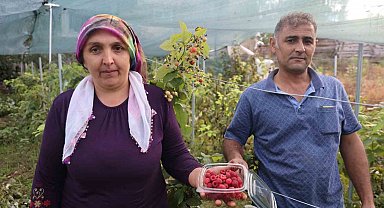 Saimbeyli'de ilk kez yetiştirdi, kilosunu 500 liradan satıyor