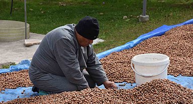 Sakarya'nın yüksek kesimlerinde fındık mesaisi devam ediyor