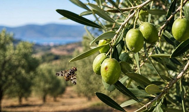 Salihli'de zeytin üreticilerine sinek uyarısı