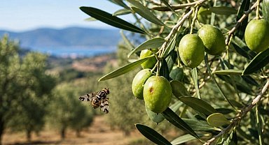 Salihli'de zeytin üreticilerine sinek uyarısı