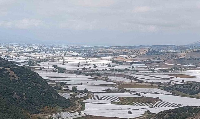 Sarıgöl'de binlerce ton üzüm örtü altında bekliyor