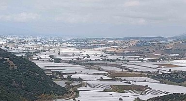 Sarıgöl'de binlerce ton üzüm örtü altında bekliyor