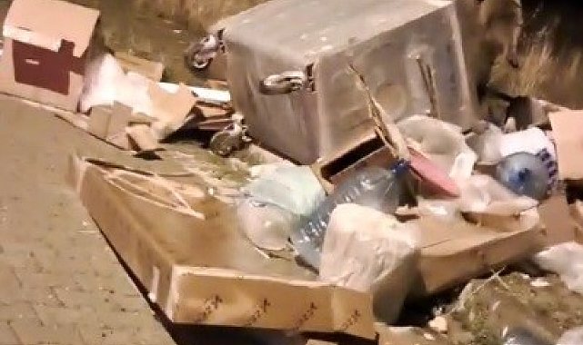 Sarıkamış'ta çöp konteynerlerinin arkasından ayı çıkıyor