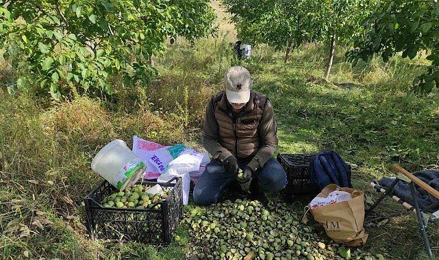 Sason'da ceviz hasadı başladı