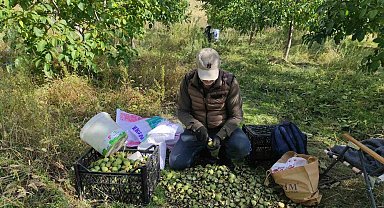 Sason'da ceviz hasadı başladı