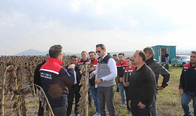 Selim'de 80 dönümlük tarlada ayçiçeği hasadı