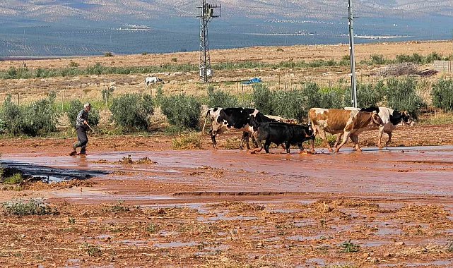 Şiddetli yağış tarım arazilerinde sele neden oldu