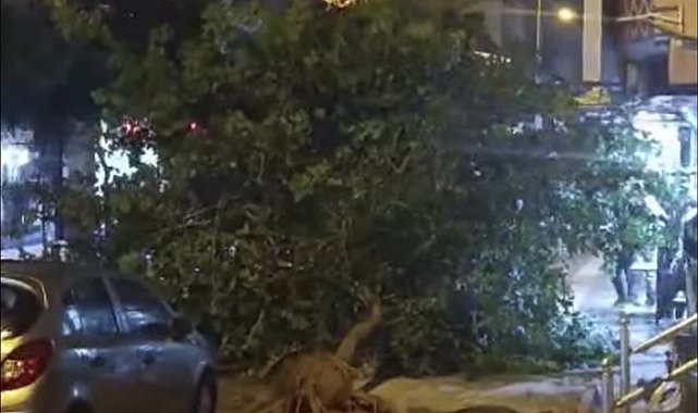 Siirt'te şiddetli fırtına ağaçları devirdi