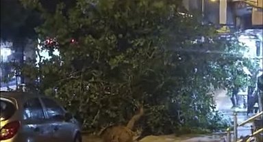 Siirt'te şiddetli fırtına ağaçları devirdi