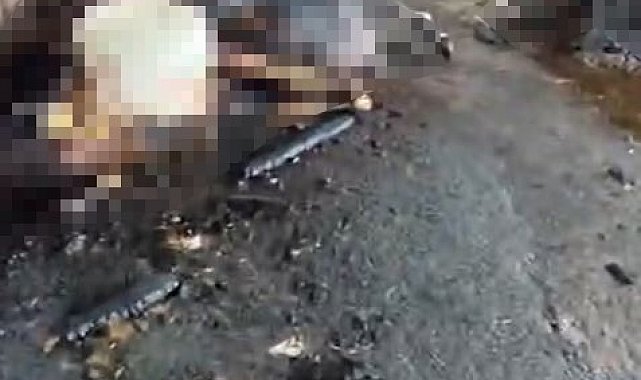 Silivri'de ahır yangını faciayla sonuçlandı: 24 büyükbaş hayvan telef oldu