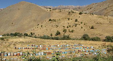 Şırnak'ın dağlarında bal bereketi: Arıcılar rekor hasada hazırlanıyor