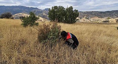 Şırnak'ta tarımsal verim için "süne" nöbeti