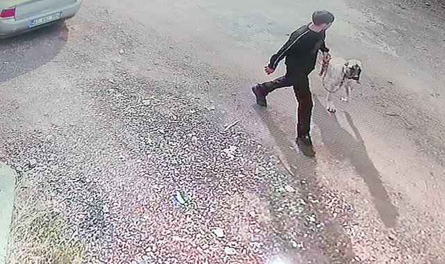 Siverek'te Kangal köpeğin çalınma anı kamerada