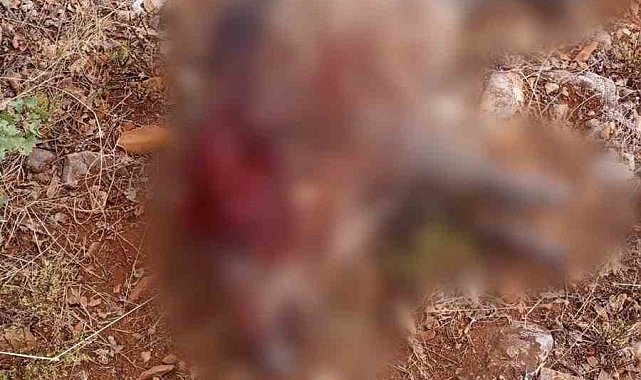 Sivrihisar'da tarım arazilerine zarar veren yaban domuzları avlandı