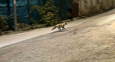 Sokak kedisi yemeğini paylaşmak istemediği tilkiyi kovaladı