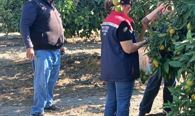Söke'de tarım ürünlerinde pestisit denetimi