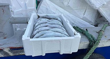 Strafor köpük kasasının fiyatı palamuttan 3 kat pahalı