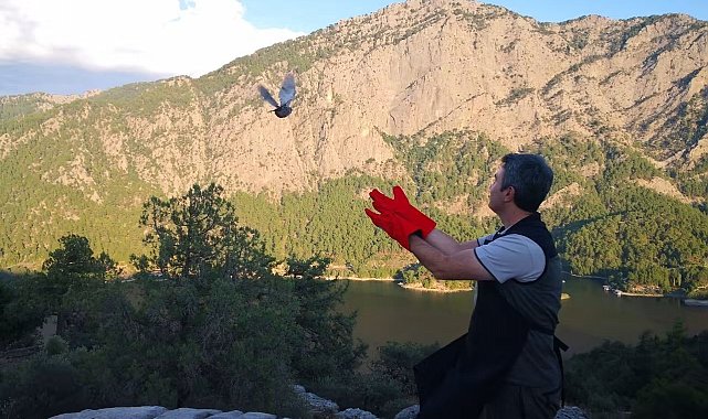 Şuhut'ta üretilen 200 çil keklik Burdur'da doğaya salındı