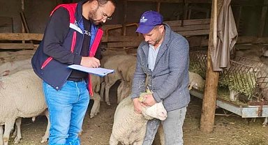 Sürdürülebilir Koyun Projesi çerçevesinde işletme denetimleri sürüyor