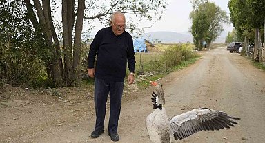Sürünün dışladığı kaz, İsmail dedenin peşini bırakmıyor