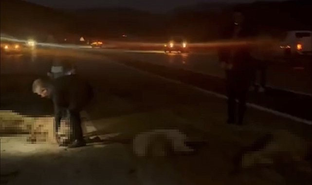 Sürüye çarpan otomobilin sürücüsü ve yolcular ölümden döndü: 20 koyun telef oldu