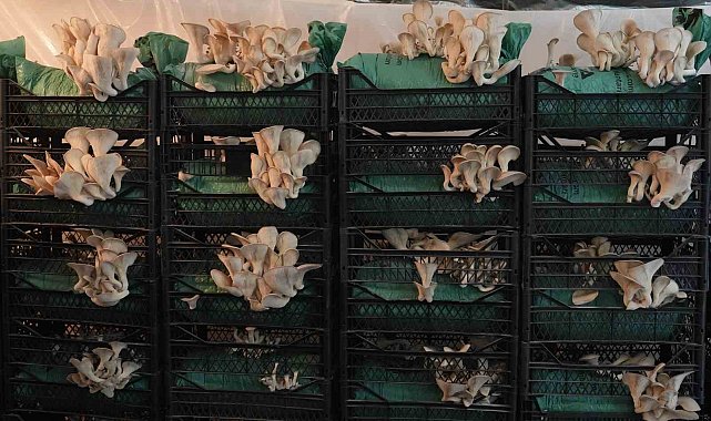 Tadını merak ettikleri istiridye mantarını yetiştirmeye başladılar: Bakan Yumaklı'dan destek bekliyorlar