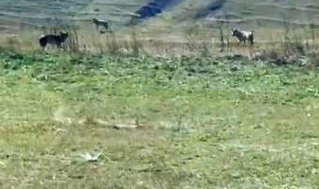 Tarladaki ölü ineğin başına üşüşen kurtlar kamerada