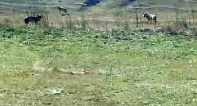 Tarladaki ölü ineğin başına üşüşen kurtlar kamerada